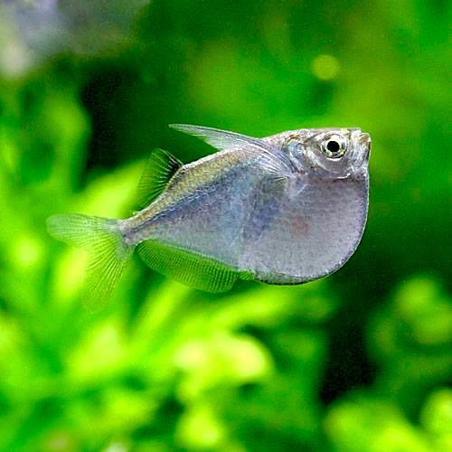 Thoracocharax stellatus - Spotfin hatchetfish 2,2 cm.